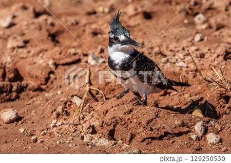 Pied kingfisher 129250530