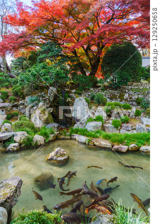 紅葉のある滋賀院門跡庭園 129250658