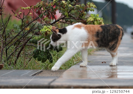 ベンチで休む猫 129250744