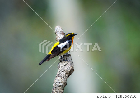 軽井沢や上高地の高原の森で出会えるオレンジと黄色と黒の鮮やかな美しい夏鳥のキビタキ 129250810