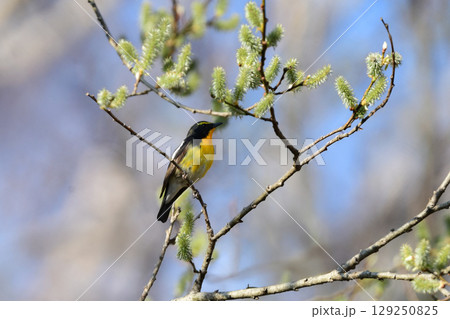軽井沢や上高地の高原の森で出会えるオレンジと黄色と黒の鮮やかな美しい夏鳥のキビタキ 軽井沢や上高地の高原の森で出会えるオレンジと黄色と黒の鮮やかな美しい夏鳥のキビタキ 129250825