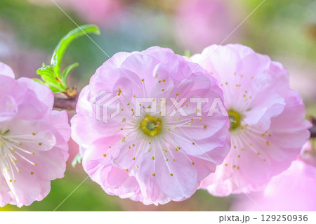 Pink flower of blooming sakura close up. Beautiful chinese cherry flowers in sunlight garden, soft selective focus 129250936