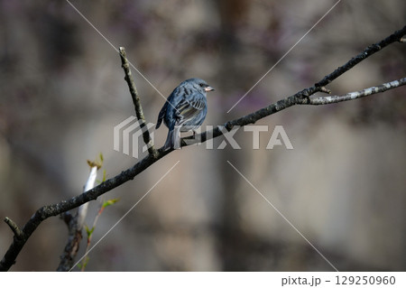 戸隠や上高地の初夏の森で出会える東アジアでしか見られない美しい小鳥クロジ 129250960