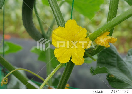 開花時のキュウリ20250701 開花時のキュウリ20250701 129251127