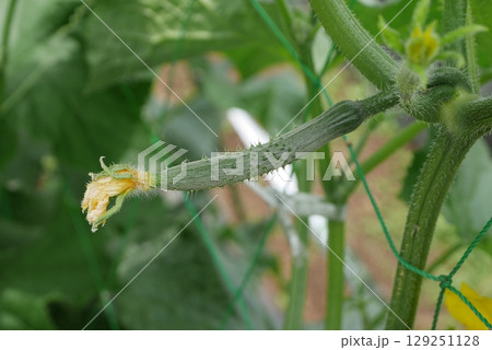 開花時のキュウリ20250702 129251128