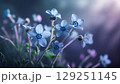優しい水色の勿忘草 129251145