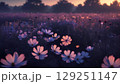 夕日に照らされるコスモス 129251147