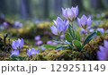 北欧に咲く青いクロッカス 129251149