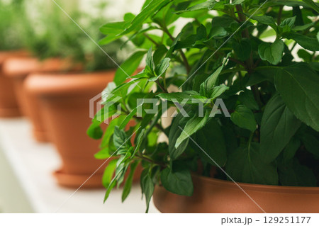 Fresh mint herbs growing in pots for culinary use in a sustainable kitchen environment Fresh mint herbs growing in pots for culinary use in a sustainable kitchen environment 129251177