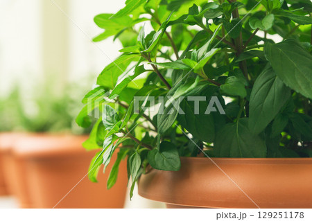 Fresh herbs growing in pots for cooking and adding flavor in a sustainable kitchen setting Fresh herbs growing in pots for cooking and adding flavor in a sustainable kitchen setting 129251178