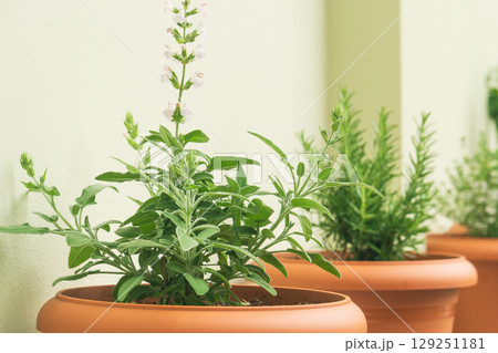 Growing sage and rosemary fresh herbs for culinary use and sustainable living in cozy kitchen space 129251181