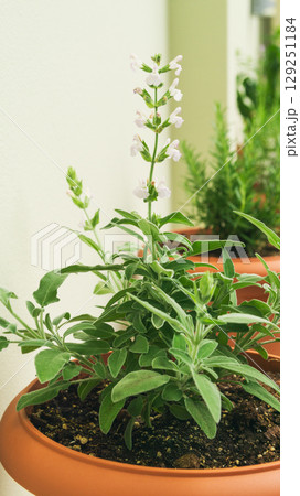 Growing fresh herbs in pots for sustainable cooking and eco-friendly living at home 129251184