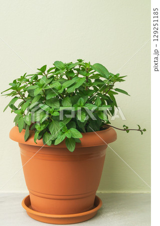 Growing mint in a terracotta pot for fresh kitchen use and sustainable living 129251185