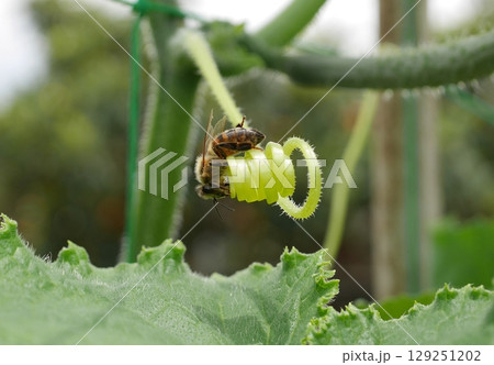 キュウリの蔓にとまるミツバチ20250702 キュウリの蔓にとまるミツバチ20250702 129251202