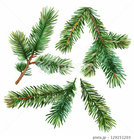 Various green pine branches 129251203