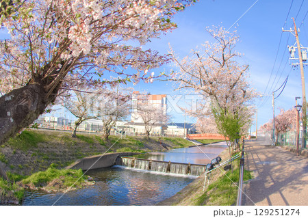 [愛知県]丹羽郡大口町の五条川の桜並木 129251274