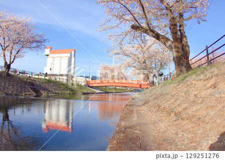 [愛知県]丹羽郡大口町の五条川の桜並木 129251276