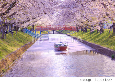 [愛知県]丹羽郡大口町の五条川の桜並木 129251287
