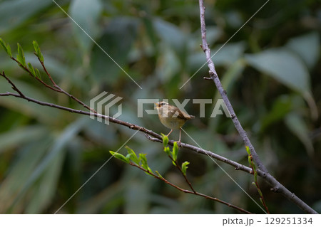初夏に高原や公園の森で出会えるとても小さなかわいらしい野鳥、夏鳥のヤブサメ 129251334