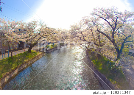 [愛知県]丹羽郡大口町の堀尾跡公園の桜 129251347