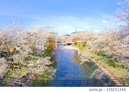 [愛知県]丹羽郡大口町の堀尾跡公園の桜 129251348
