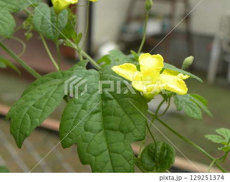 家庭菜園で育ったゴーヤの花 家庭菜園で育ったゴーヤの花 129251374