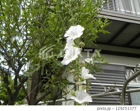タチアオイの白い大きい花 タチアオイの白い大きい花 129251377