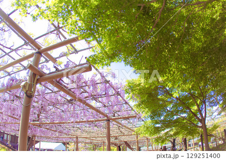 [愛知県]江南市曼陀羅寺公園の藤棚 129251400