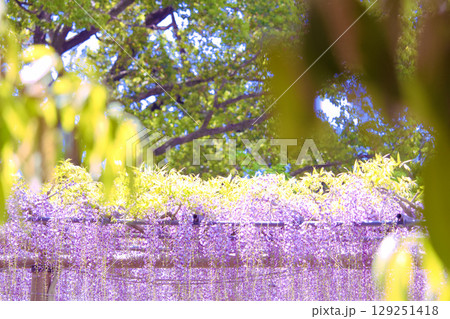 [愛知県]江南市曼陀羅寺公園の藤棚 129251418