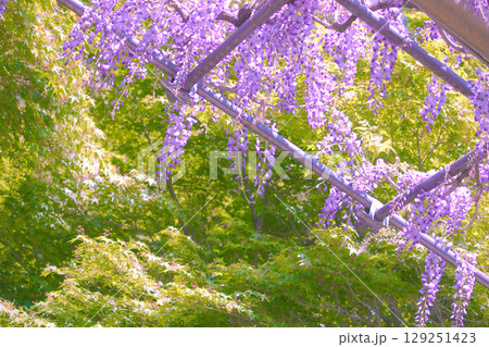 [愛知県]江南市曼陀羅寺公園の藤棚 129251423