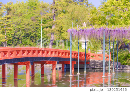[愛知県]津島市天王川公園の藤棚 129251436