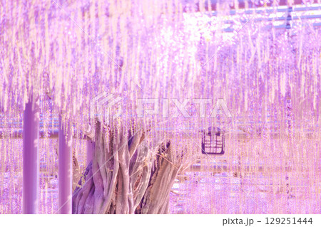 [愛知県]津島市天王川公園の藤棚 129251444