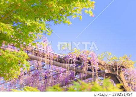 [愛知県]津島市天王川公園の藤棚 129251454