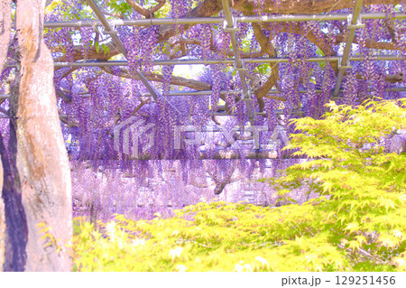 [愛知県]津島市天王川公園の藤棚 129251456