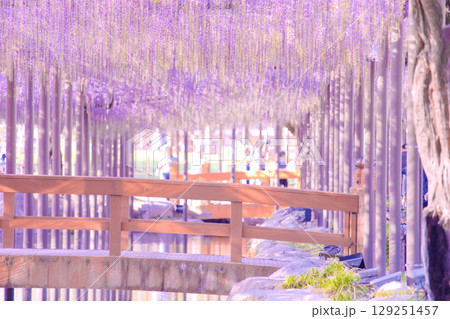 [愛知県]津島市天王川公園の藤棚 129251457