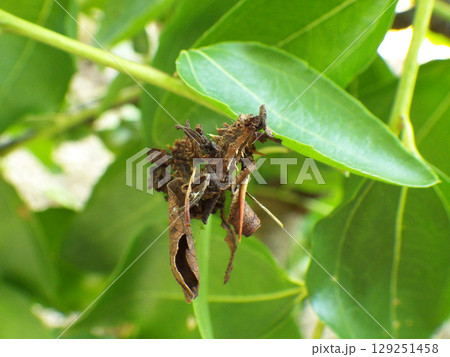 ニトベミノガの幼虫とミノ 129251458
