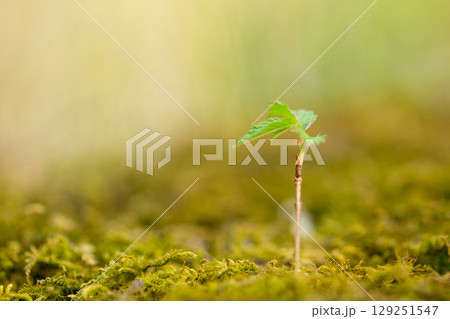 森の新芽若葉 129251547