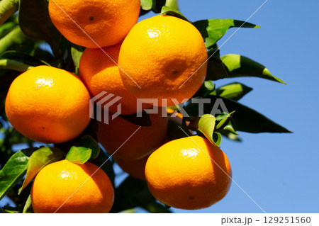 みかん園 129251560
