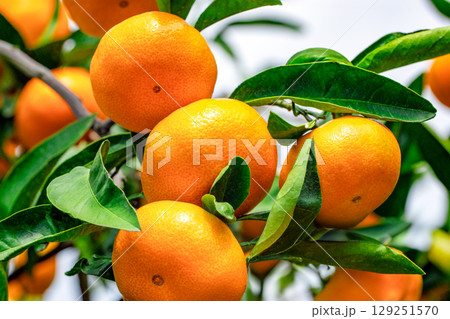 みかん園 129251570