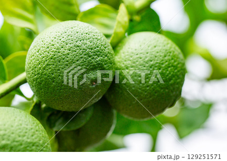 カボス カボス 129251571