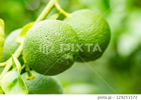 カボス カボス 129251572