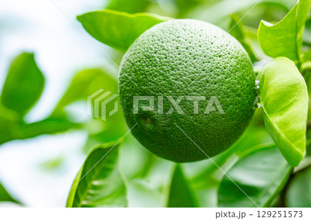 カボス カボス 129251573