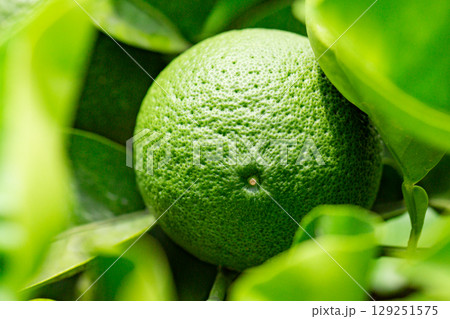 カボス カボス 129251575