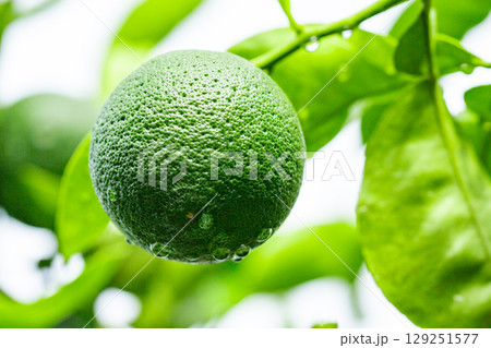 カボス カボス 129251577