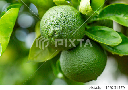 カボス カボス 129251579