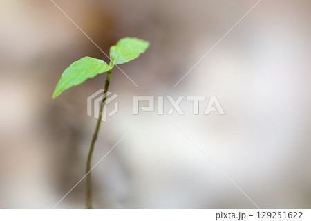 森の新芽若葉 129251622