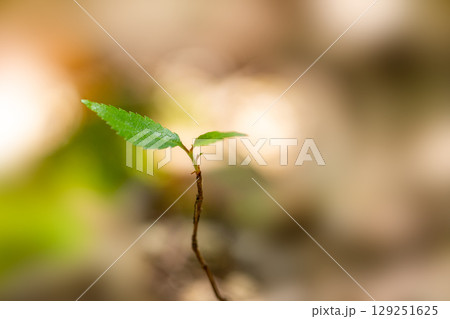 森の新芽若葉 129251625