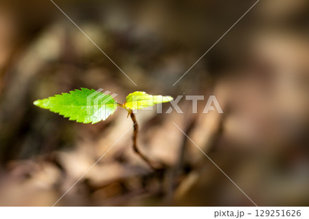 森の新芽若葉 129251626