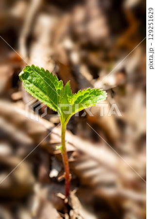 森の新芽若葉 129251629