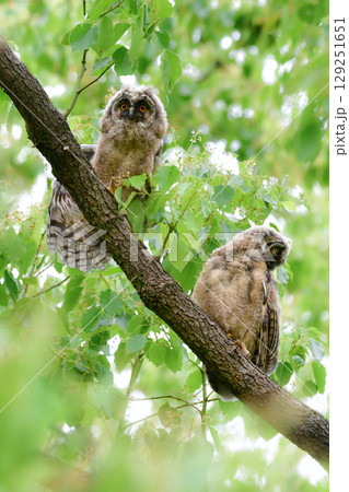初夏の高原で見られる愛嬌のあるかわいらしい野鳥、フクロウの仲間のトラフズクのひな 初夏の高原で見られる愛嬌のあるかわいらしい野鳥、フクロウの仲間のトラフズクのひな 129251651